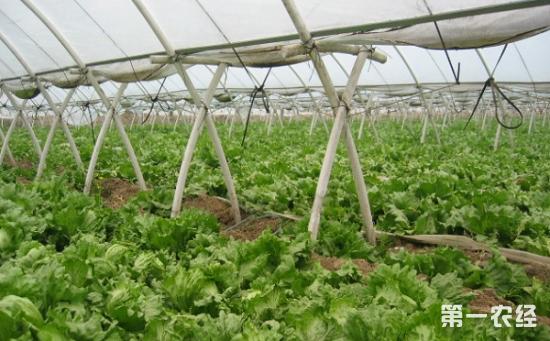 大棚种植:蔬菜大棚的夏季管理技术要点