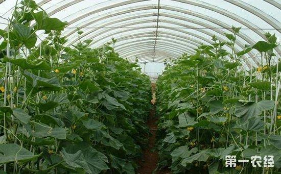 大棚蔬菜种植的施肥误区介绍