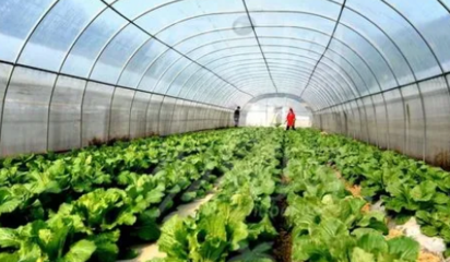 大棚蔬菜种植技术及病虫害防治探析