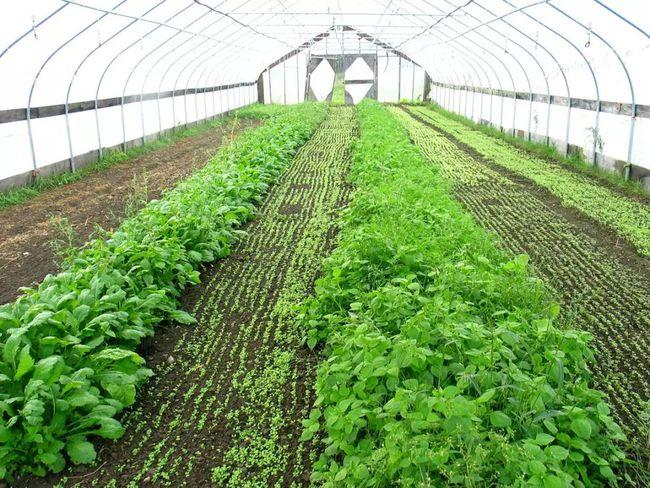 大棚种植冬春蔬菜,需要形成规模化生产,提高蔬菜品质和产量