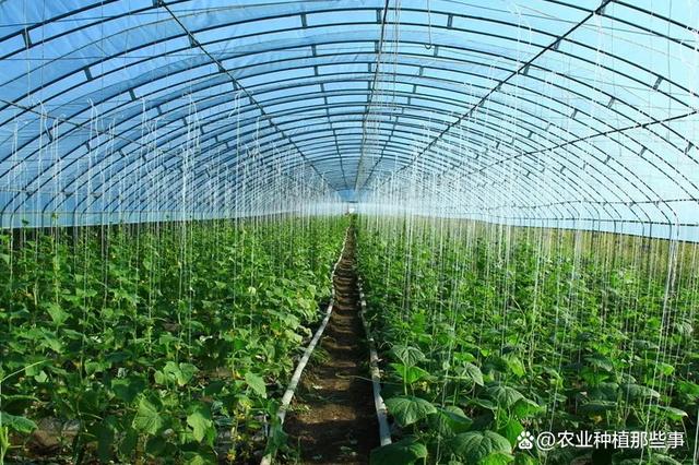 冬季大棚蔬菜种植,棚内湿度大病虫害发生加剧,有什么好的办法?